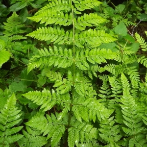 Photographie n°802906 du taxon Dryopteris expansa (C.Presl) Fraser-Jenk. & Jermy [1977]