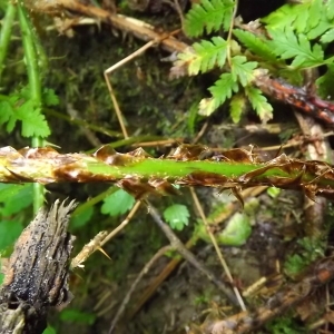 Photographie n°802909 du taxon Dryopteris expansa (C.Presl) Fraser-Jenk. & Jermy [1977]