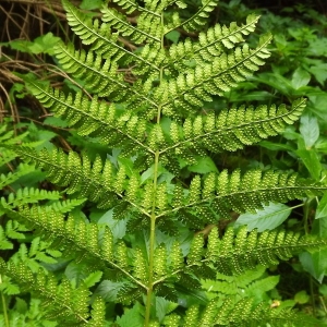 Photographie n°802913 du taxon Dryopteris expansa (C.Presl) Fraser-Jenk. & Jermy [1977]