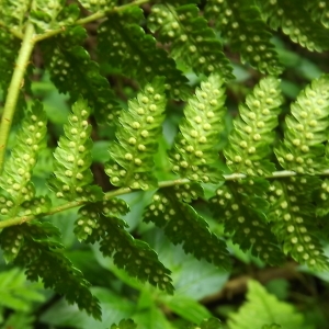 Photographie n°802914 du taxon Dryopteris expansa (C.Presl) Fraser-Jenk. & Jermy [1977]