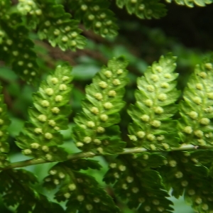 Photographie n°802915 du taxon Dryopteris expansa (C.Presl) Fraser-Jenk. & Jermy [1977]