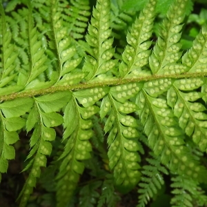 Photographie n°802926 du taxon Polystichum aculeatum (L.) Roth [1799]