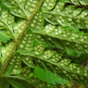 Photographie n°802927 du taxon Polystichum aculeatum (L.) Roth [1799]