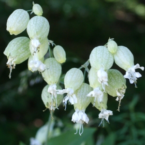 Photographie n°803279 du taxon Silene vulgaris (Moench) Garcke