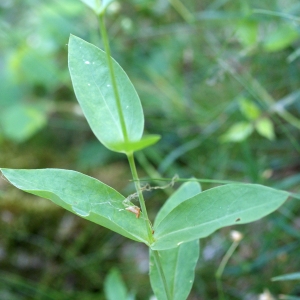 Photographie n°803284 du taxon Silene vulgaris (Moench) Garcke