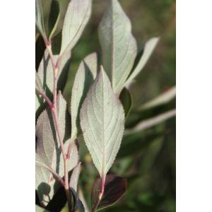Aronia ×prunifolia (Marshall) Rehder (Arone noire)