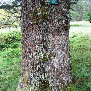 Photographie n°803673 du taxon Cedrus atlantica (Manetti ex Endl.) Carrière [1855]