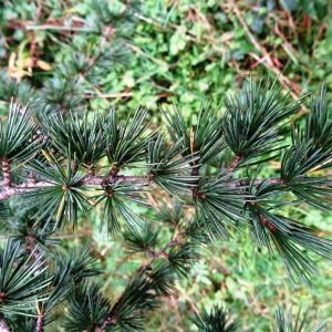 Photographie n°803677 du taxon Cedrus atlantica (Manetti ex Endl.) Carrière [1855]