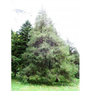 Picea brachytyla (Franch.) E.Pritz.
