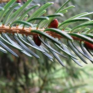 Photographie n°803756 du taxon Picea brachytyla (Franch.) E.Pritz. [1900]