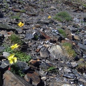 Photographie n°803775 du taxon Papaver alpinum L. [1753]