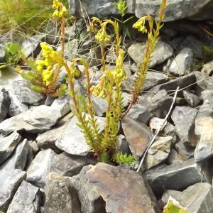 Photographie n°803781 du taxon Rumex scutatus L. [1753]