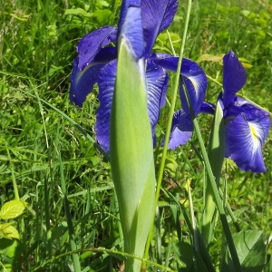 Photographie n°803794 du taxon Iris latifolia (Mill.) Voss [1895]