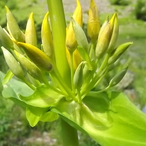 Photographie n°803826 du taxon Gentiana lutea L.