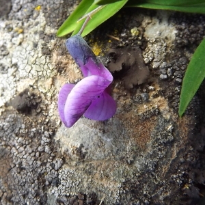 Photographie n°803835 du taxon Lathyrus linifolius (Reichard) Bässler [1971]