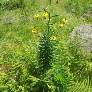 Photographie n°803843 du taxon Lilium pyrenaicum Gouan