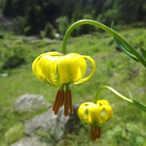 Photographie n°803848 du taxon Lilium pyrenaicum Gouan