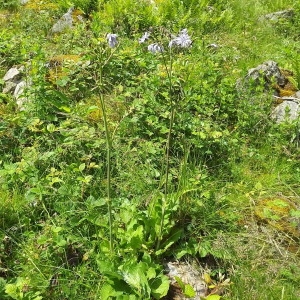 Photographie n°803852 du taxon Lactuca L. [1753]