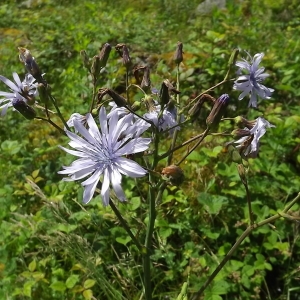 Photographie n°803853 du taxon Lactuca L. [1753]