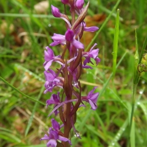 Photographie n°803895 du taxon Gymnadenia R.Br. [1813]