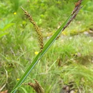 Photographie n°803938 du taxon Carex flacca Schreb. [1771]