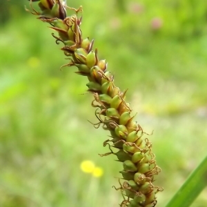 Photographie n°803940 du taxon Carex flacca Schreb. [1771]