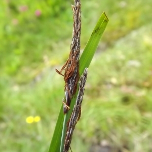 Photographie n°803941 du taxon Carex flacca Schreb. [1771]