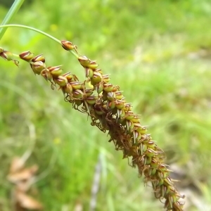 Photographie n°803942 du taxon Carex flacca Schreb. [1771]