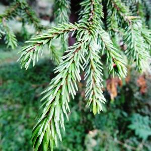  - Picea purpurea Mast. [1906]