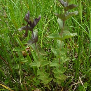 Photographie n°803985 du taxon Bartsia alpina L. [1753]