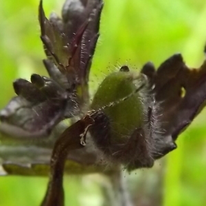 Photographie n°803986 du taxon Bartsia alpina L. [1753]