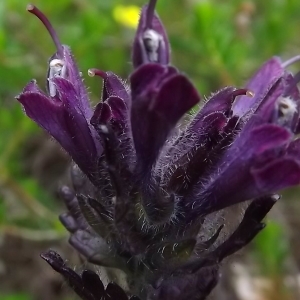 Photographie n°804000 du taxon Bartsia alpina L. [1753]