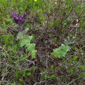 Photographie n°804001 du taxon Bartsia alpina L. [1753]