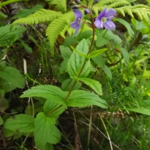 Photographie n°804011 du taxon Veronica L. [1753]