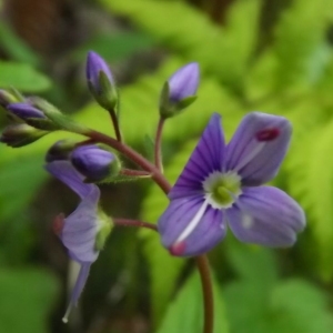 Photographie n°804012 du taxon Veronica L. [1753]