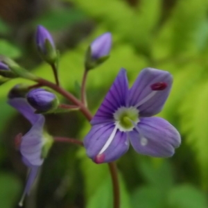 Photographie n°804013 du taxon Veronica L. [1753]