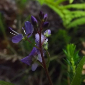 Photographie n°804015 du taxon Veronica L. [1753]