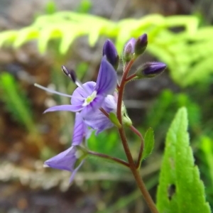 Photographie n°804017 du taxon Veronica L. [1753]