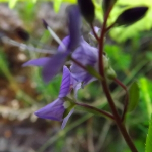 Photographie n°804018 du taxon Veronica L. [1753]