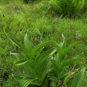 Photographie n°804055 du taxon Veratrum album L.