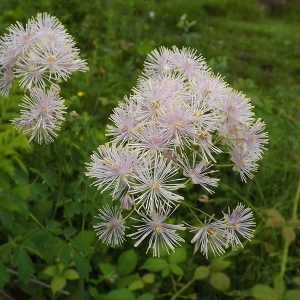 Photographie n°804074 du taxon Thalictrum aquilegiifolium L. [1753]