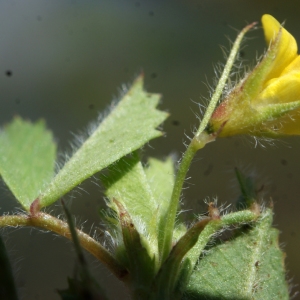 Photographie n°804075 du taxon Medicago murex Willd. [1802]