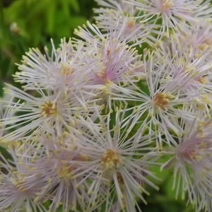 Photographie n°804077 du taxon Thalictrum aquilegiifolium L. [1753]