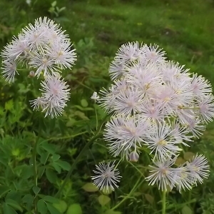 Photographie n°804082 du taxon Thalictrum aquilegiifolium L. [1753]