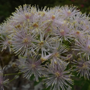 Photographie n°804087 du taxon Thalictrum aquilegiifolium L. [1753]