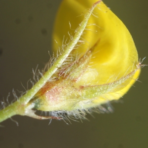 Photographie n°804088 du taxon Medicago murex Willd. [1802]