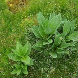 Photographie n°804091 du taxon Gentiana lutea L.