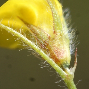 Photographie n°804092 du taxon Medicago murex Willd. [1802]