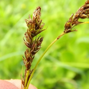 Photographie n°804202 du taxon Carex paniculata L. [1755]