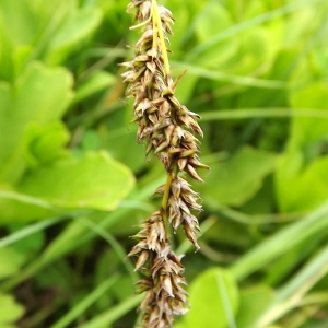 Photographie n°804203 du taxon Carex paniculata L. [1755]